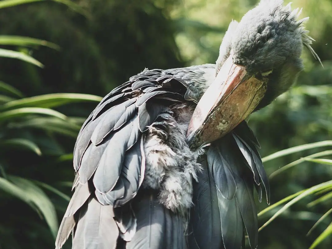 Shoebill stork large